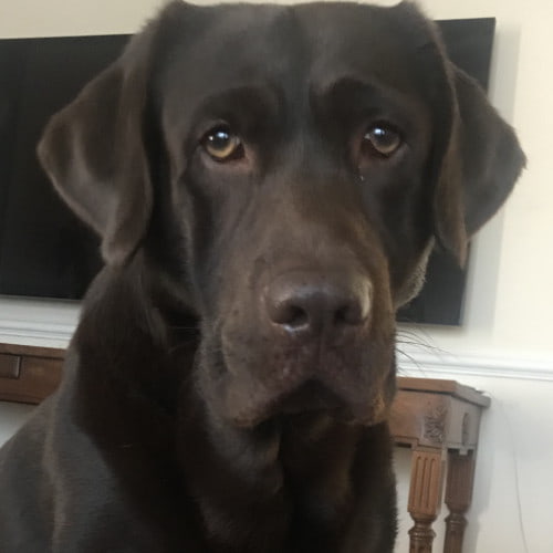 Labrador Chocolate primo piano